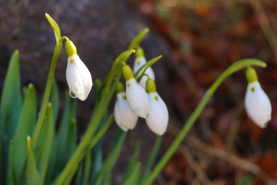 Hadim’in yüksek kesimlerinde baharın müjdecileri görüldü 5
